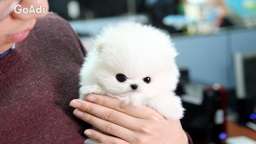 Beautiful Registered Pomeranian Puppies available
