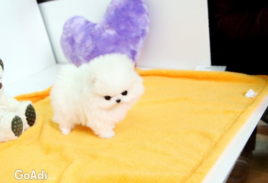 Beautiful Registered Pomeranian Puppies available
