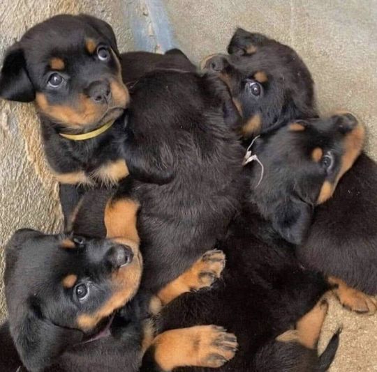BEAUTIFUL ROTTWEILER PUPPIES UP FOR ADOPTION.
