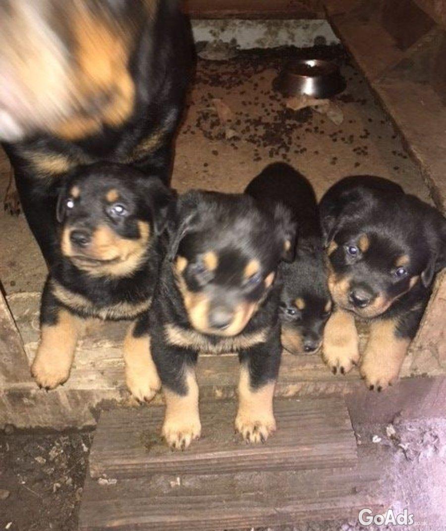 BEAUTIFUL ROTTWEILER PUPPIES UP FOR ADOPTION.