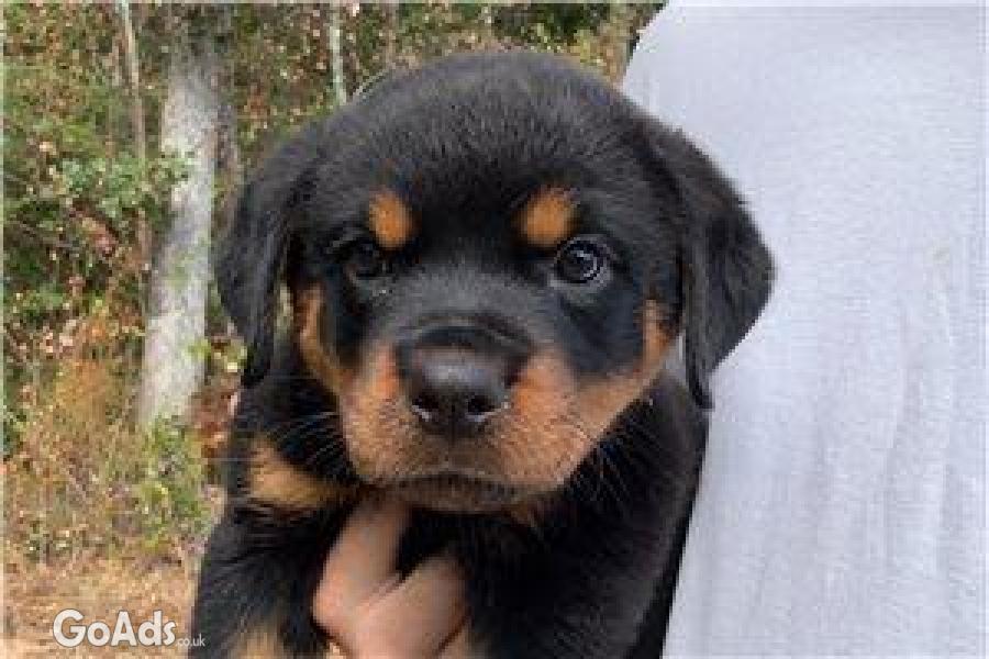  Beautiful Rottweiler pups for sale