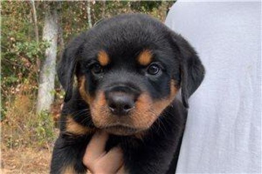 Beautiful Rottweiler pups for sale
