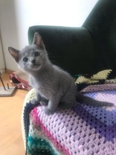 Beautiful Russian blue kittens available