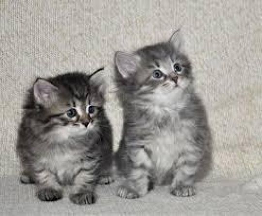 Beautiful Siberian kittens Available