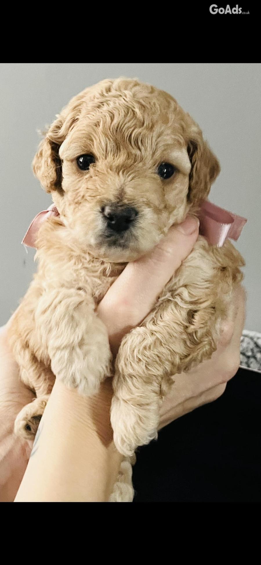 Beautiful toy poochon puppies 6 weeks old