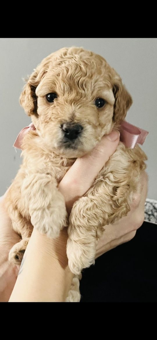 Beautiful toy poochon puppies 6 weeks old