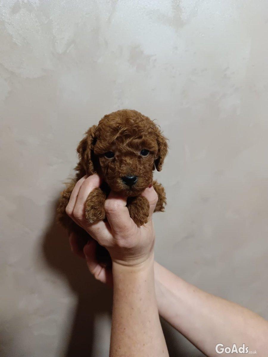 Beautiful Toy Poodle