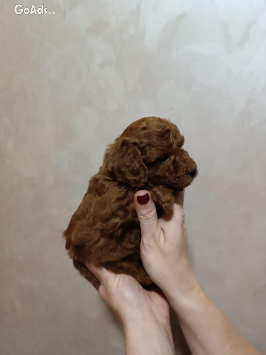 Beautiful Toy Poodle
