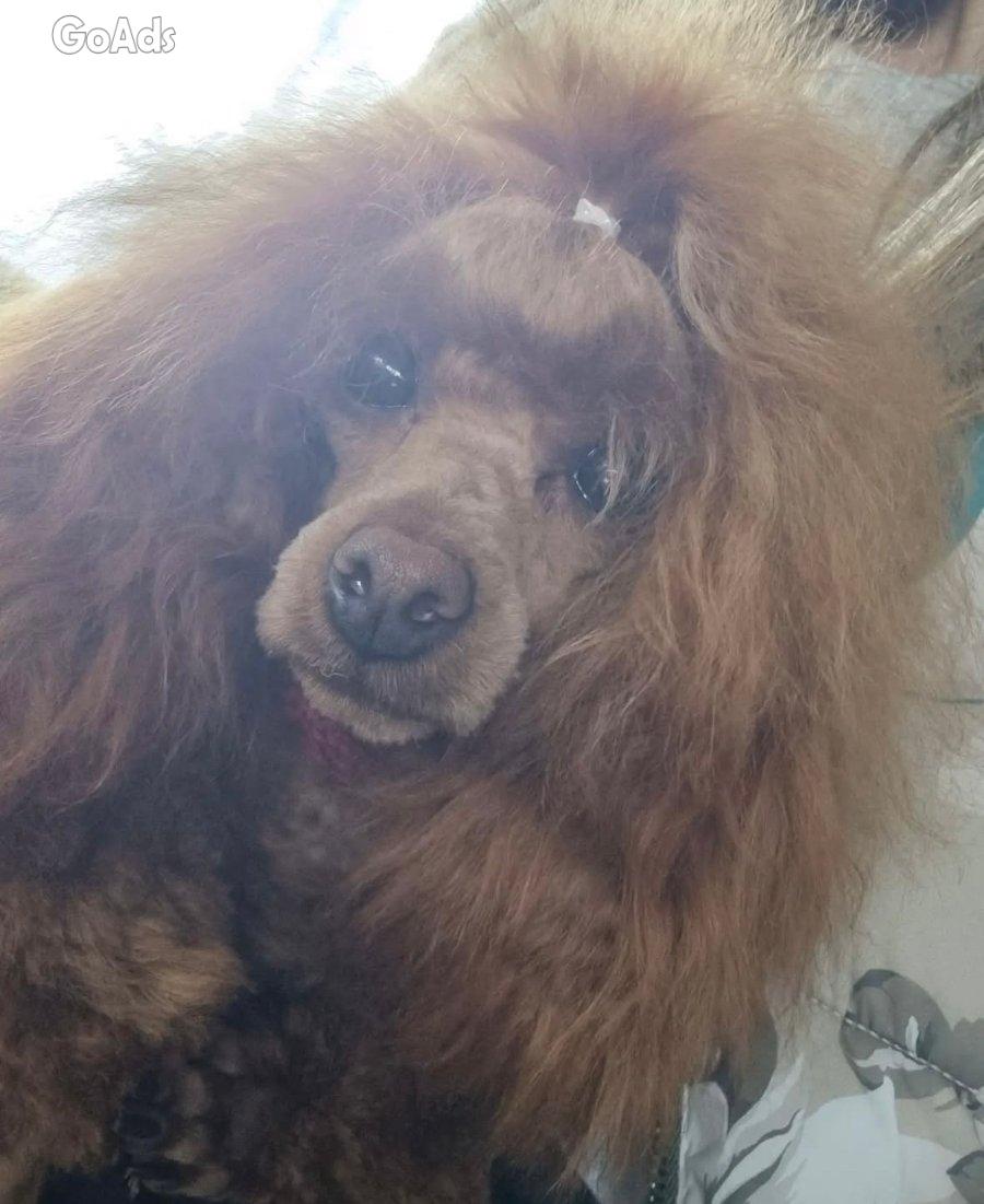 Beautiful Toy Poodle