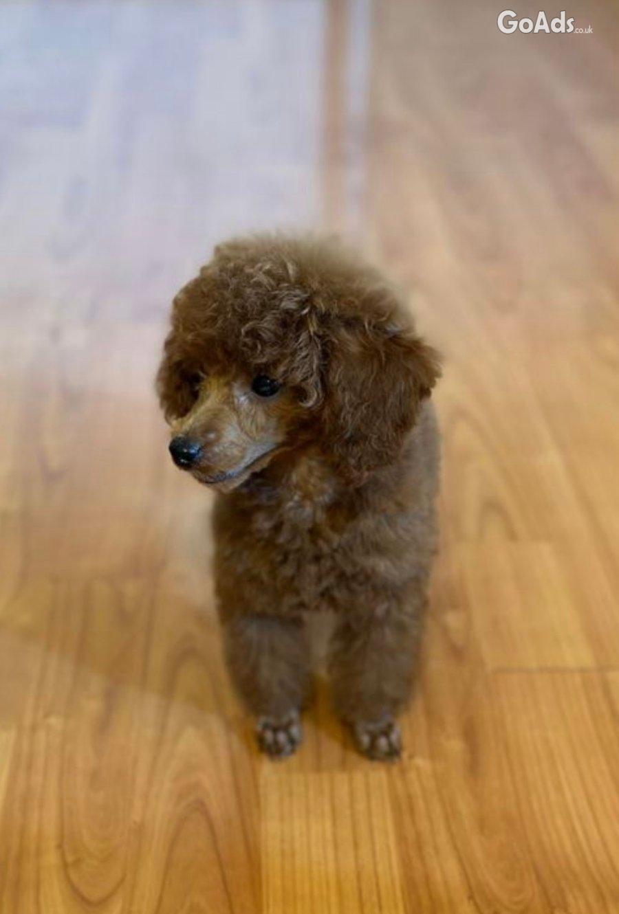 Beautiful Toy Poodle