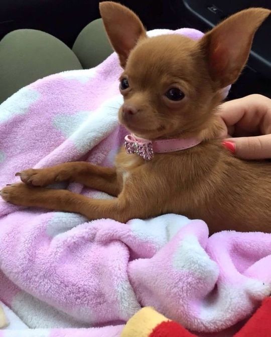 Beautiful Walpen Chihuahuas puppies for adoption