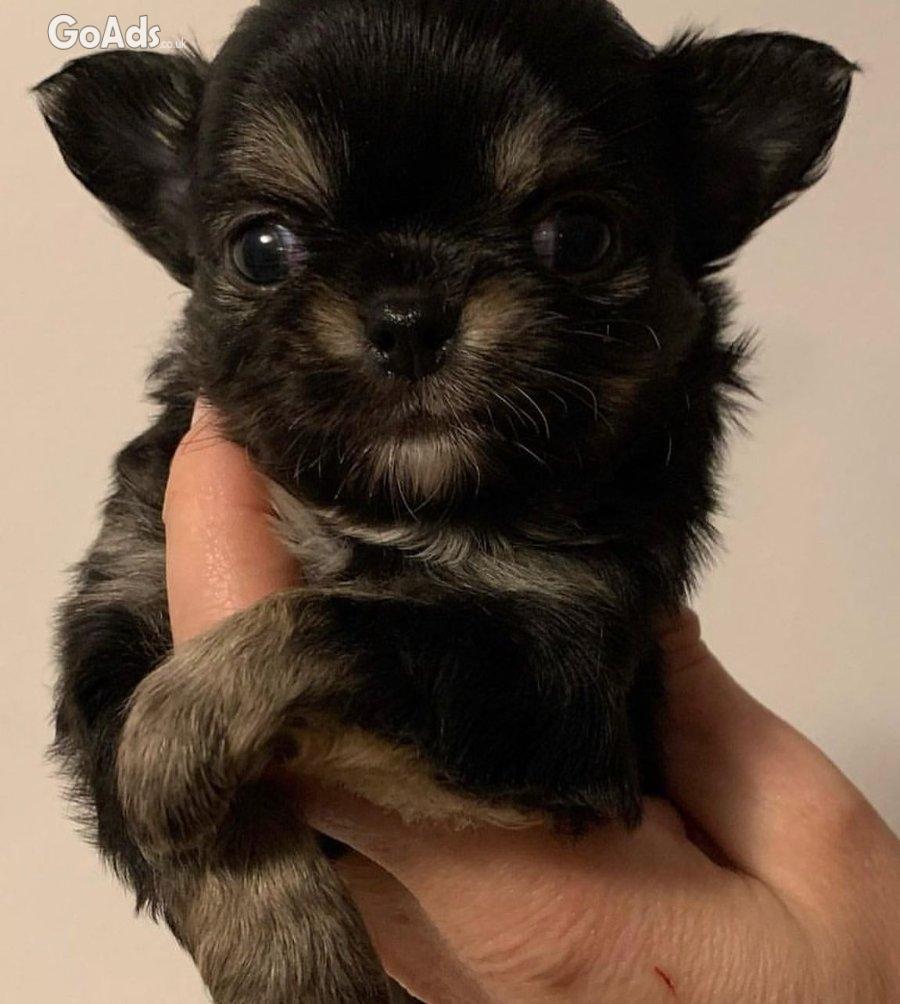 Beautiful Walpen Chihuahuas puppies for adoption