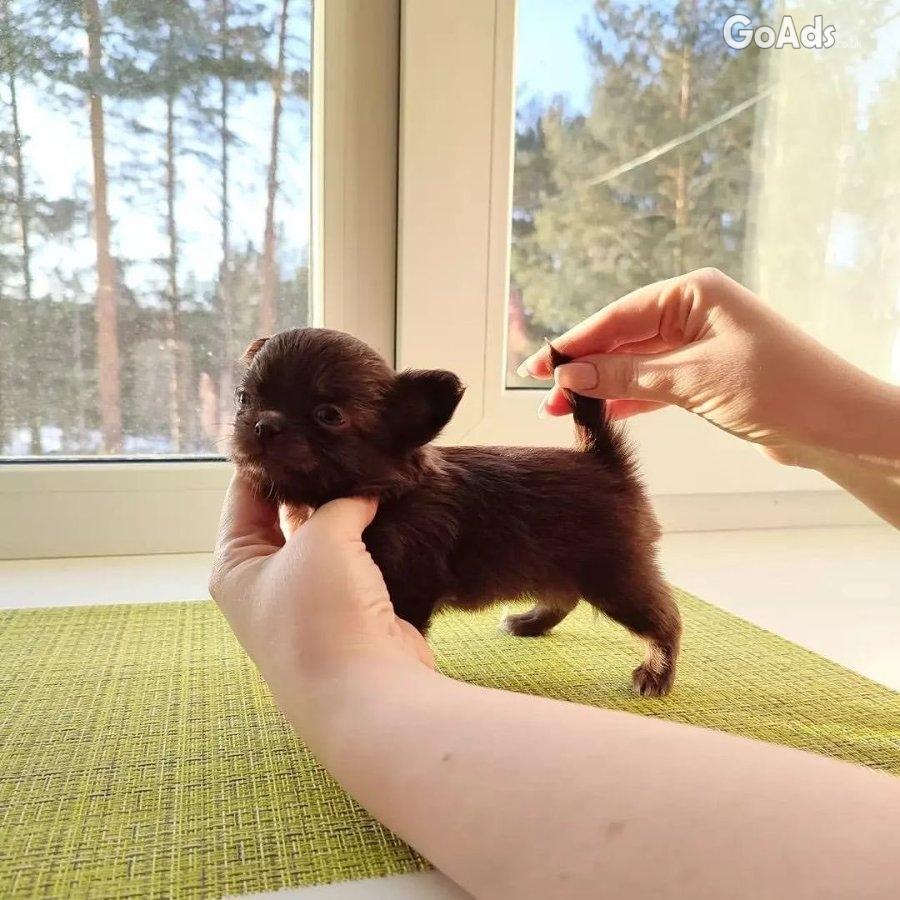 Beautiful Walpen Chihuahuas puppies for adoption