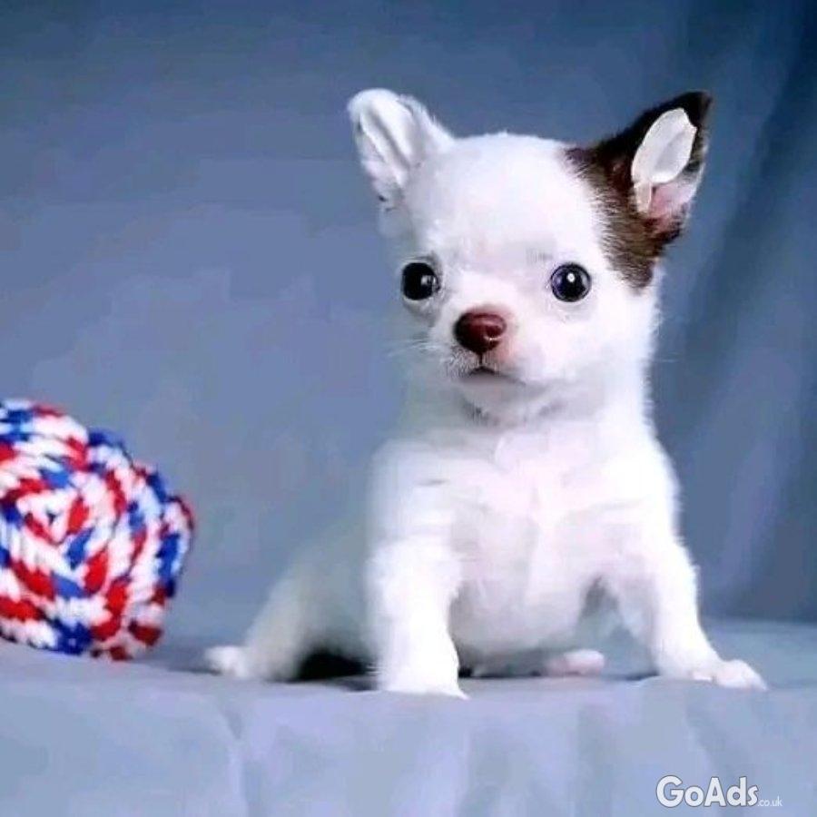 Beautiful Walpen Chihuahuas puppies for adoption