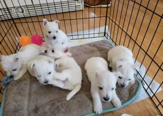 ⭐️ Beautiful West Highland Terriers ⭐️