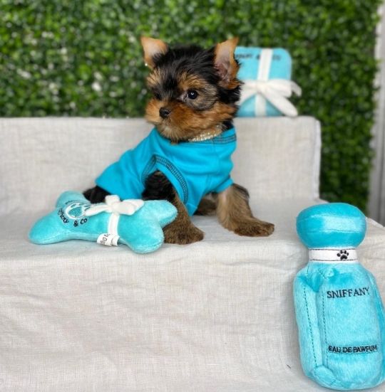 Beautiful Yorkiepoo Puppies