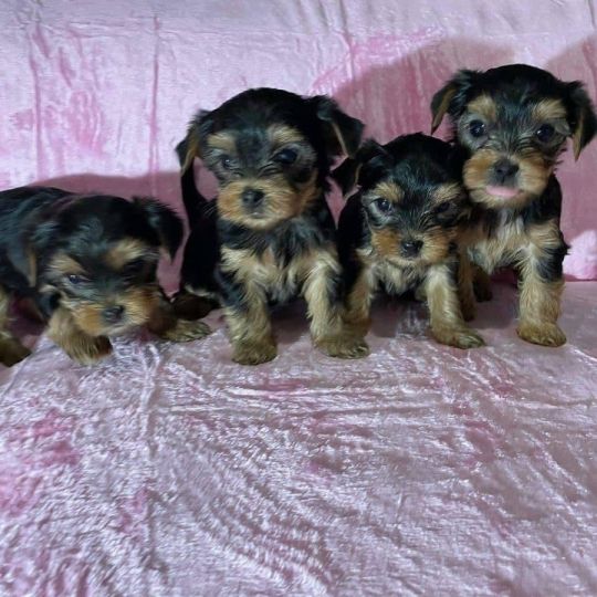 Beautiful Yorkshire terrier puppies