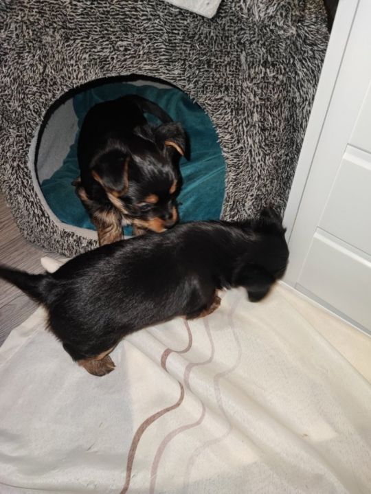 Beautiful Yorkshire terrier puppy’s