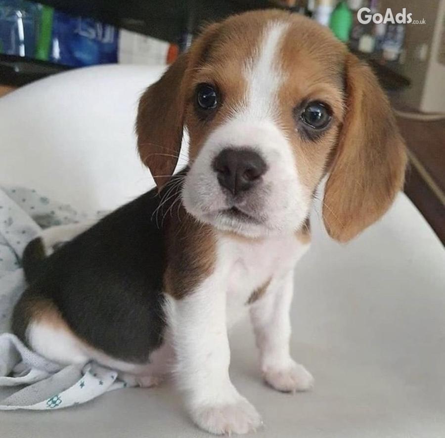 Beautiful Young Beagle Puppies Available