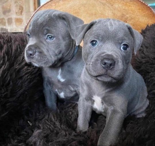 Staffordshire Bull Terrier Puppies Available