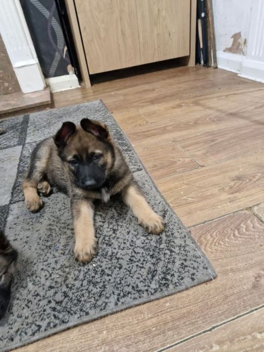 BELGIAN MALINOIS x GERMAN SHEPHERD PUPPIES