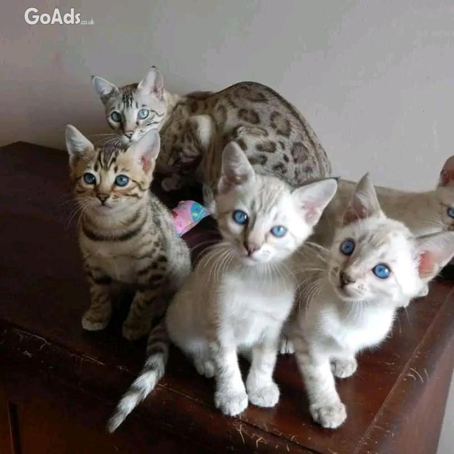 Bengal adoption