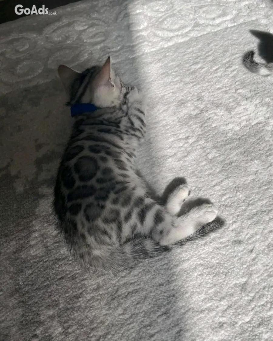 Bengal adoption
