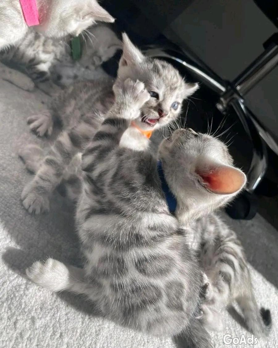 Bengal adoption