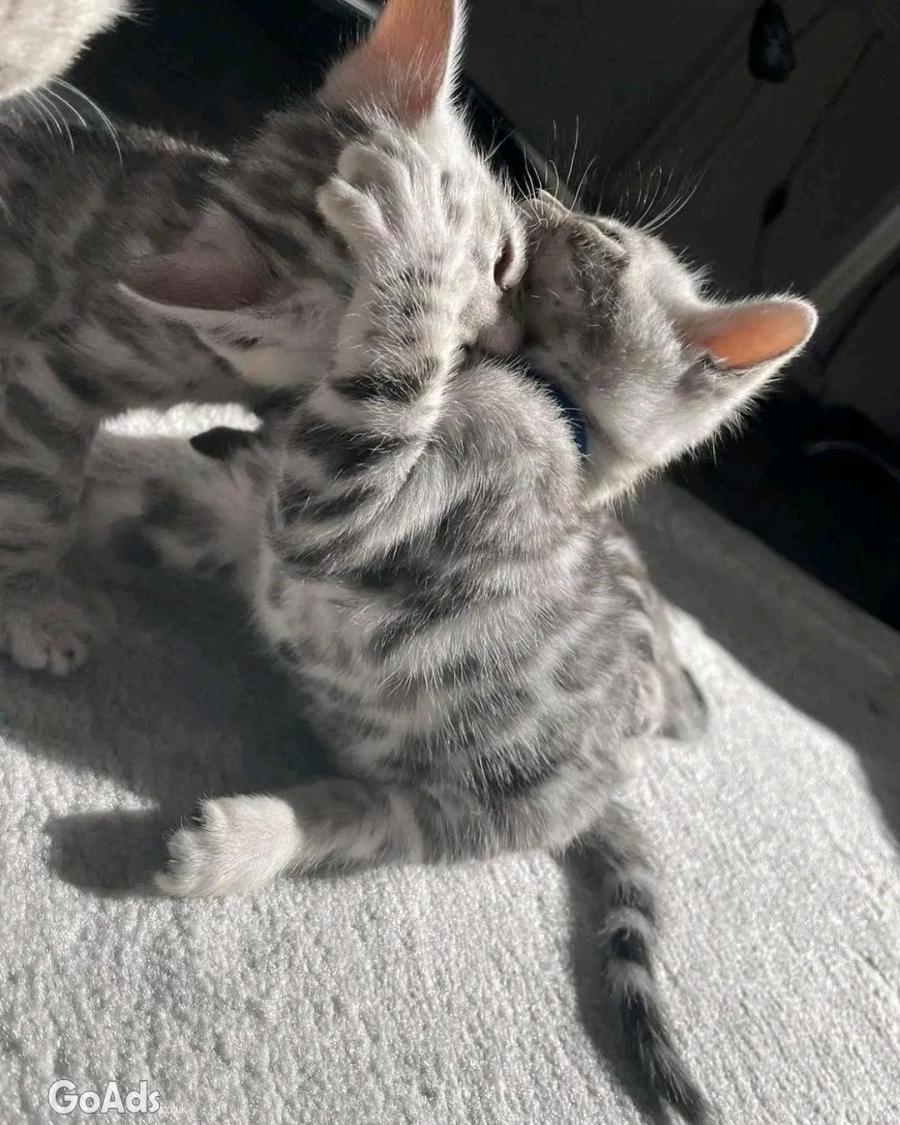 Bengal adoption