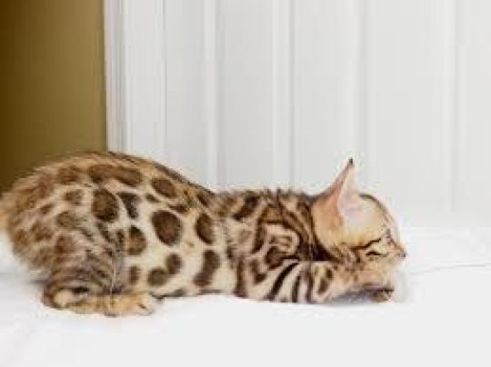 Bengal available for adoption