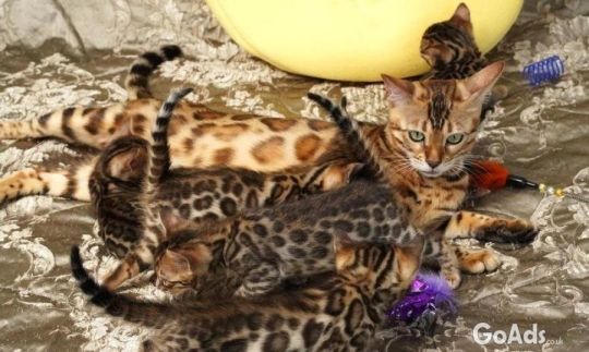 Bengal kitten