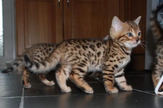 Bengal kittens available for adoption