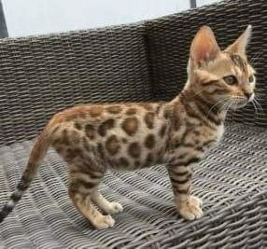 Bengal kittens for adoption