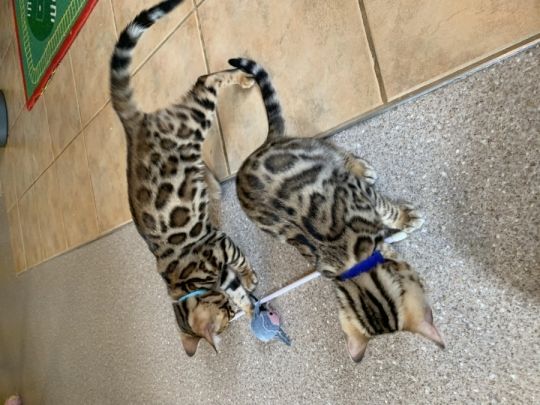 Bengal kittens for Re-homing