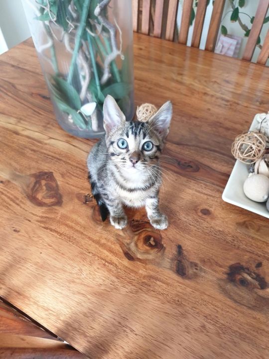 Bengal kittens last 2