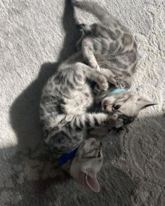 Bengal rehoming