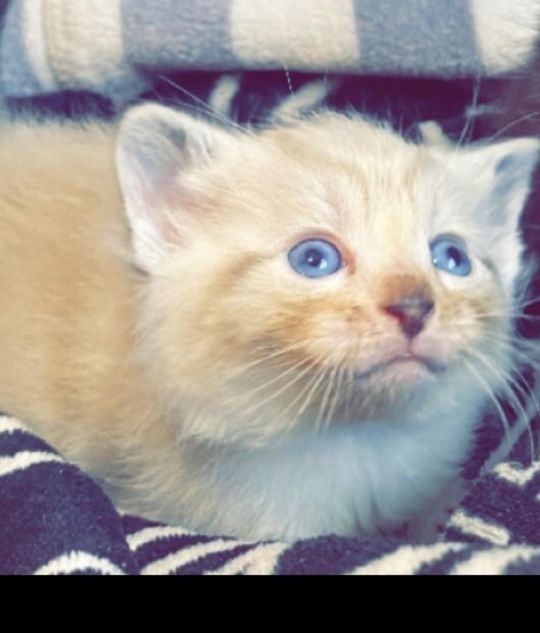 Bengal X Marble Kittens for Sale