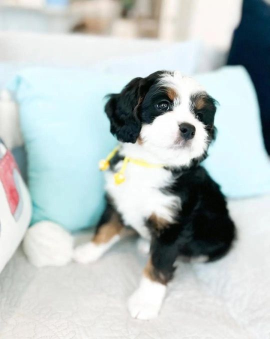 Bernedoodle puppies