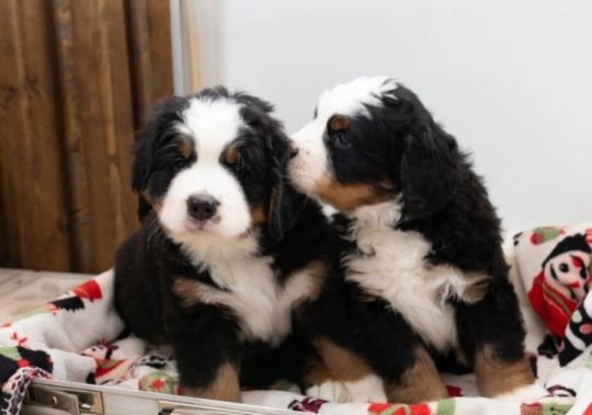 Bernese Mountain Dog Puppies