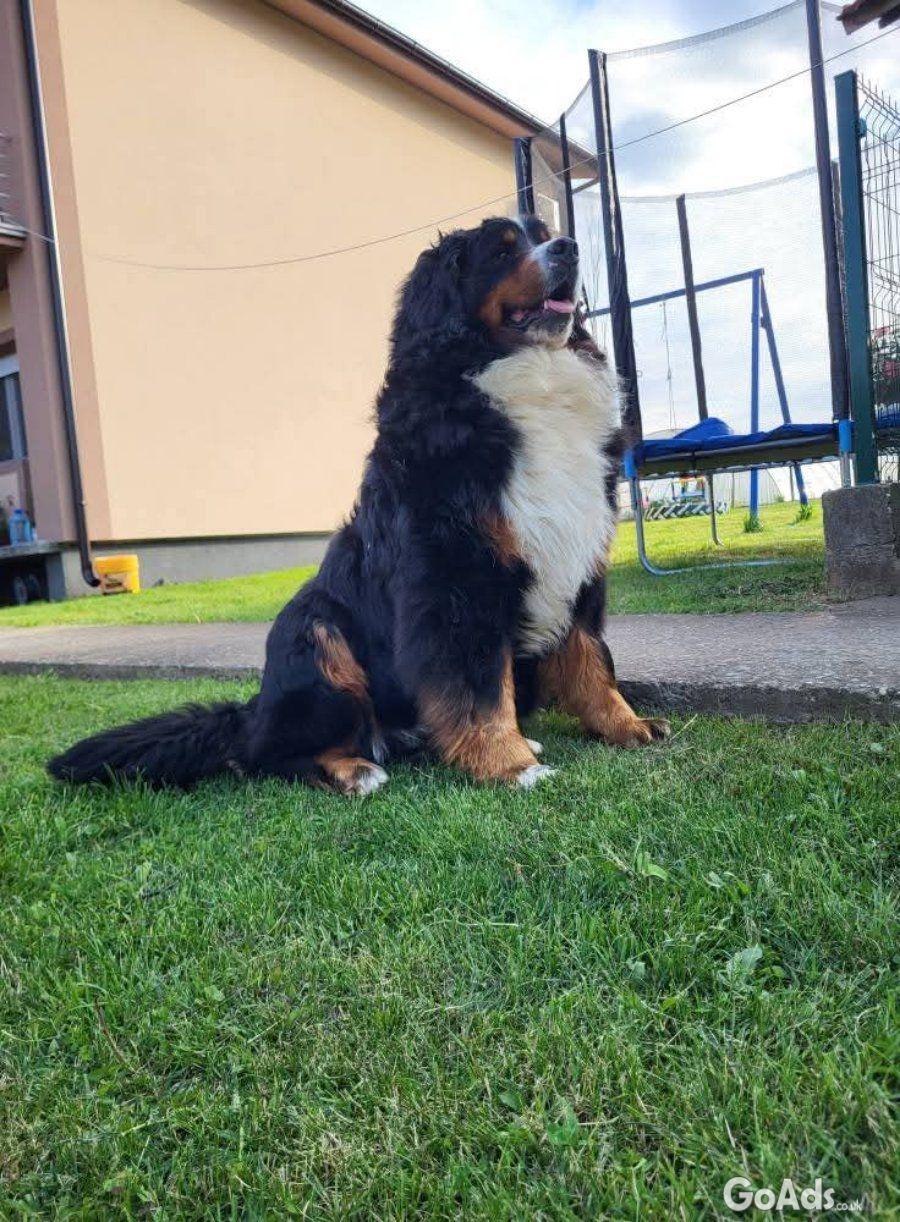 Bernese mountain dog - puppies