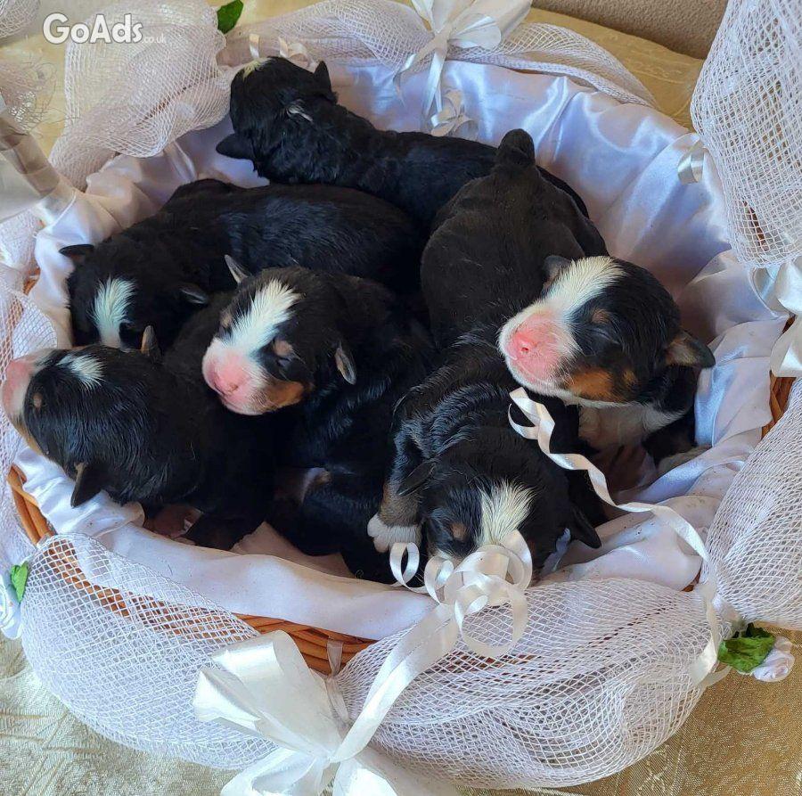 Bernese mountain dog - puppies