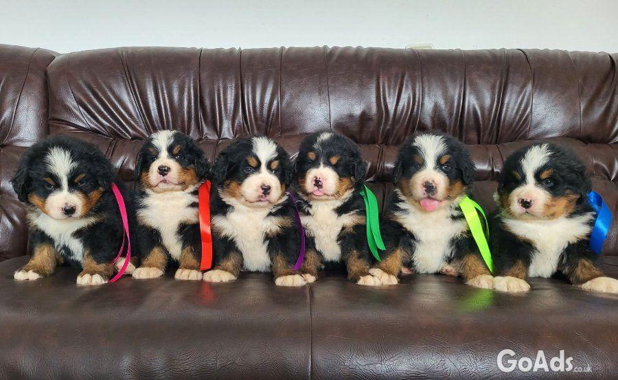 Bernese mountain dog - puppies