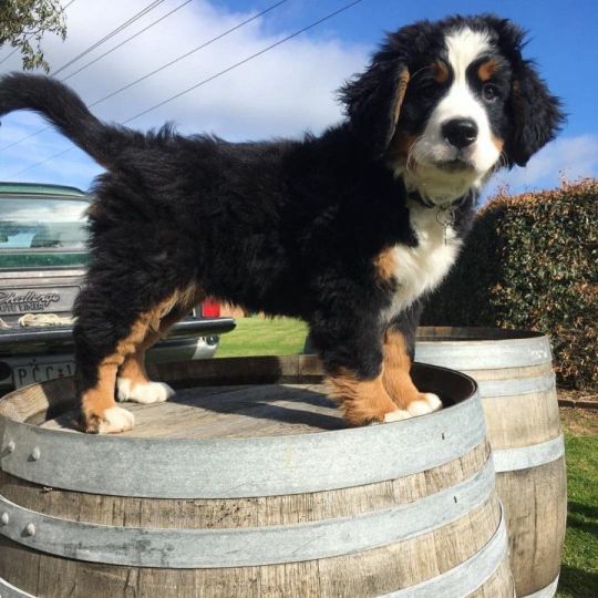 Bernese Mountain Dog puppies