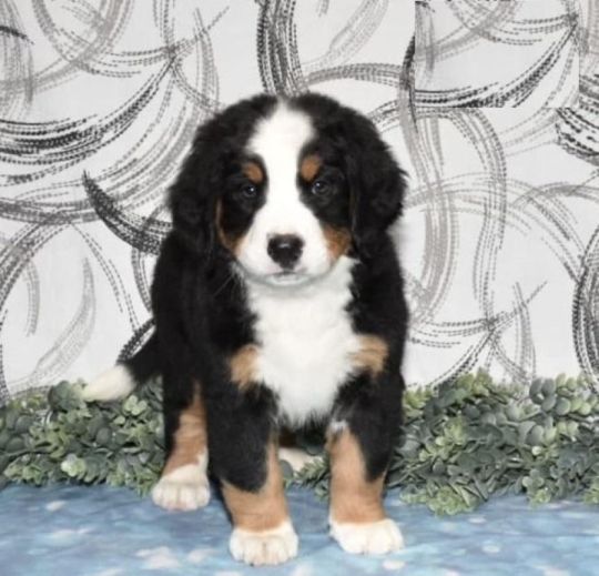 Bernese Mountain Dog