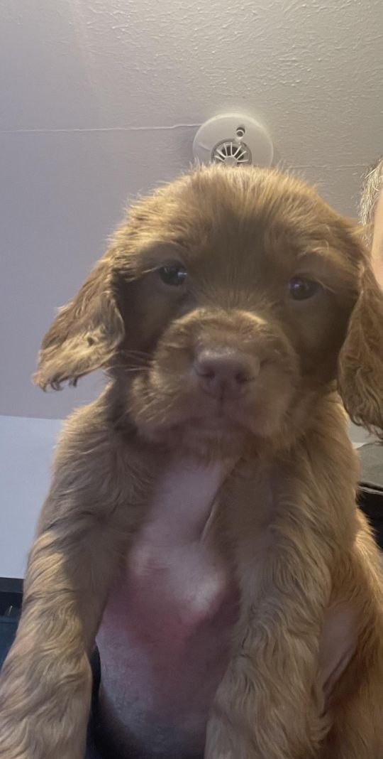 Beuitfull cocker spaniels puppies ready in few days