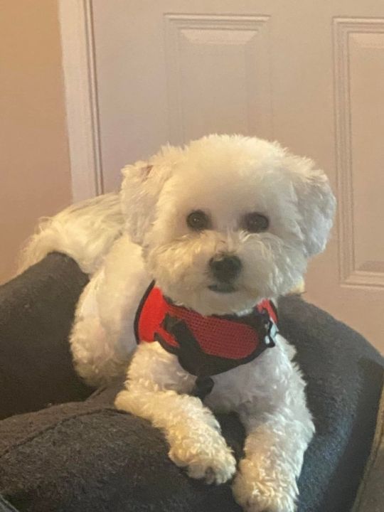 Bichon Frise Puppies For Sale