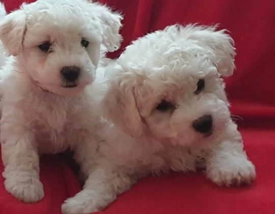 Bichon frise puppies ready home.