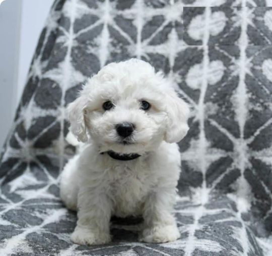 Bichon Frise Puppy
