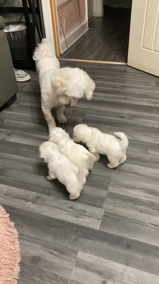 Bichon puppies 4 boys 2 girls
