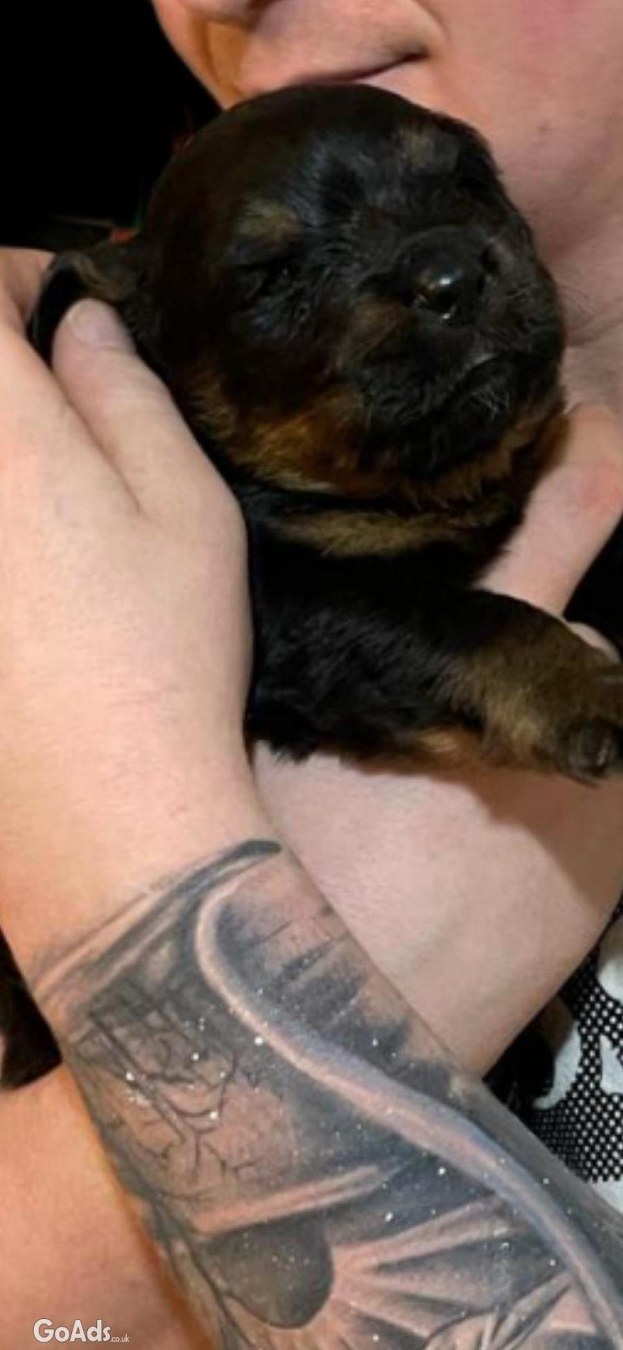 BIG BEAUTIFUL ROTTWEILER PUPPIES FOR SALE 